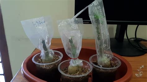 Update Adenium Grafting 5 Youtube