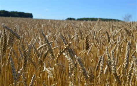 Wheat - MICHIGAN GROWN. MICHIGAN GREAT.