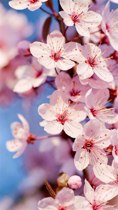 4k iPhone Sakura Wallpapers - Wallpaper Cave