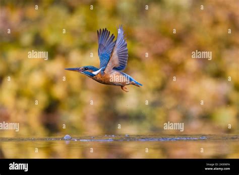 Common Kingfisher Alcedo Atthis Adult Female Flying Returning From