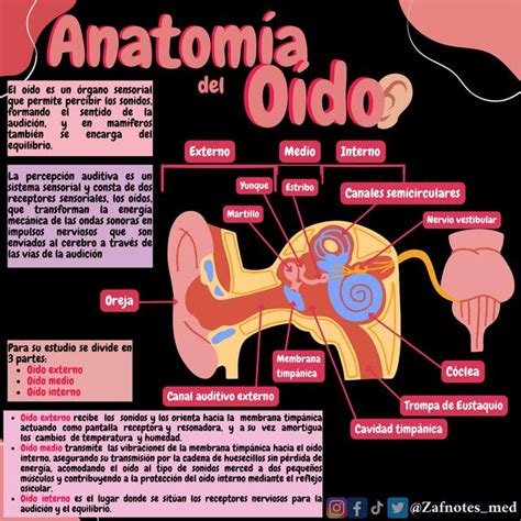 Anatomía del oído Yuleisy Roque Garcia uDocz