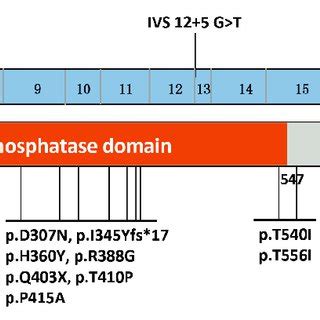 Schematic Graph Of The FIG4 Protein And Overview Of The FIG4 Mutations