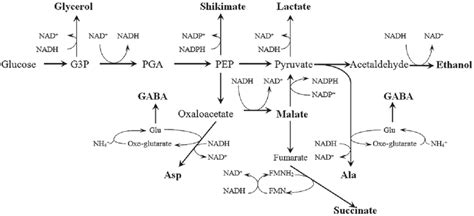 Scheme Of Nadh Reoxidation Pathways Involved In Plant Metabolic