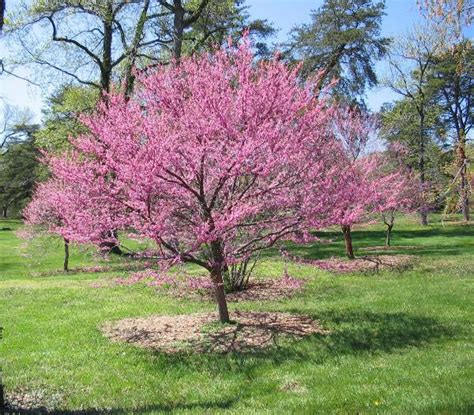 Tennessee Pink Redbud New Blooms Nursery