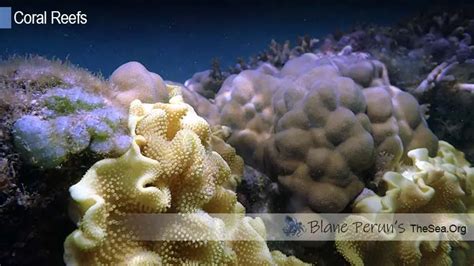 How Many Coral Reefs Are There • Blane Peruns Thesea Org