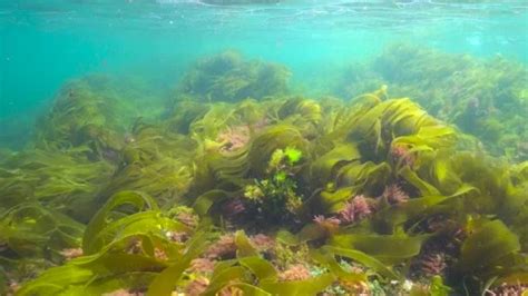 Ripples Of Algae Seaweeds Underwater In Stock Video Pond5