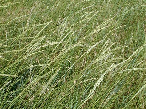 Western Wheatgrass (Agropyron smithii)