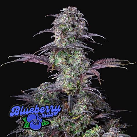 Auto Blueberry Seeds Cheap Prices Worldwide Delivery ️