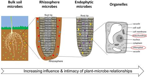 Frontiers Plant Growth Promoting Rhizobacteria Context Mechanisms