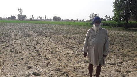 Mansa Farmers Stare At Major Crop Loss Due To Heavy Rain Hindustan Times