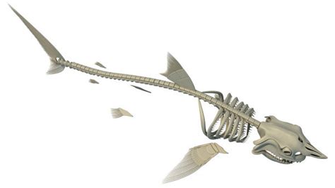 How Many Bones Does a Shark Have? The Surprising Anatomy Unveiled – The ...