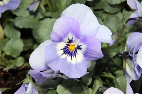 Stiefm Tterchen Viola Veilchen Kostenloses Foto Auf Pixabay