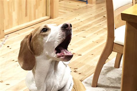 犬の警戒吠え｜犬の心理から考える警戒吠えの予防と対策・トレーニング