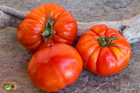 Tomate Tomato Tomaten Pomidor Super Marmande Marmande Super