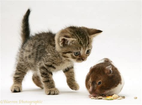 Tabby kitten with hamster photo WP15187
