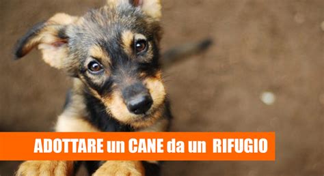 Adottare Un Cane Da Un Rifugio