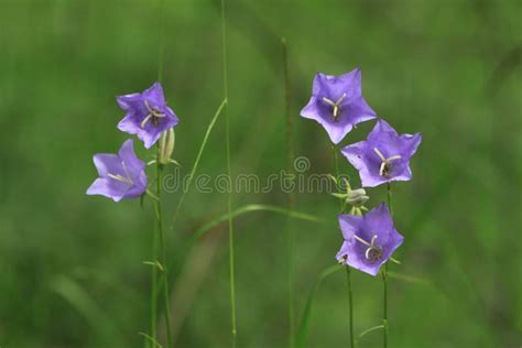 Peach Leaved Bellflower Stock Photo Image Of Lower Alps