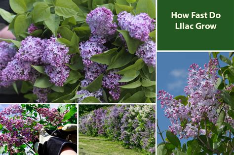 Lilac Growth Rate How Fast Do Lilacs Bushes Trees Grow