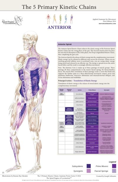 Synergist Definition Anatomy Anatomical Charts And Posters