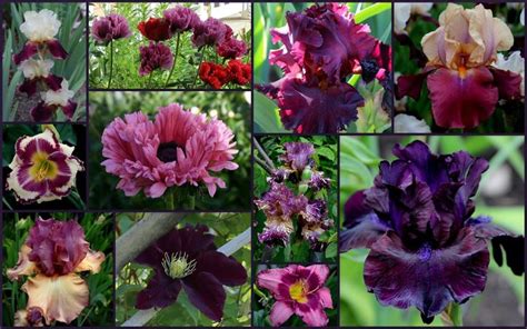 Tall Bearded Iris And Companion Plants Sowing The Seeds