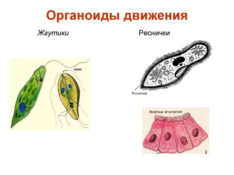 Основы цитологии. Понятие о клетке - презентация онлайн