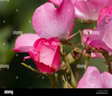 Rosa Rush Hi Res Stock Photography And Images Alamy