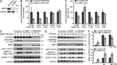 Nrp1 Transduces Ecm Signals Independently Of Vegf165 And Vegfr2 Ac