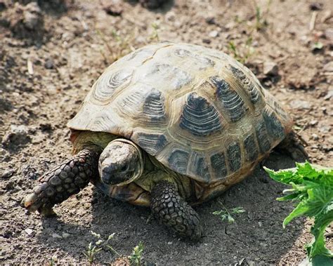 Russian Tortoise - Facts, Diet, Habitat & Pictures on Animalia.bio