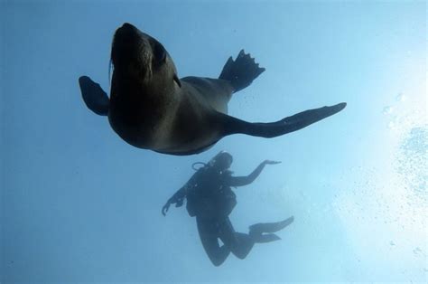 Scuba Dive With Seals 5 Tips For An Unforgettable Experience