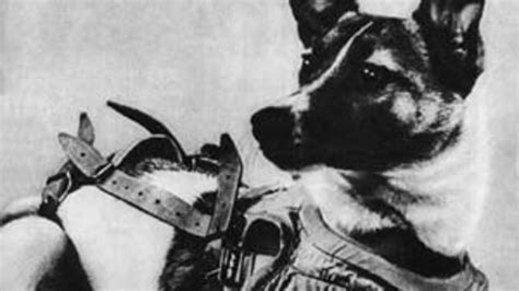 Perrita Laika El Impactante Sacrificio De Laika El Perro Que