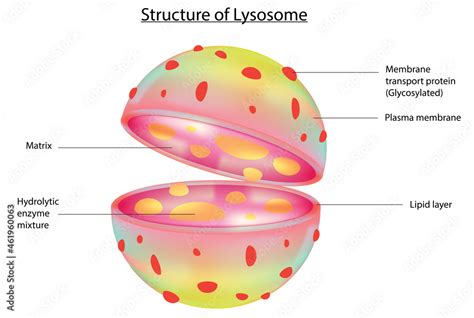 3D structure of Lysosome (Labeled Lysosome anatomy) Stock Vector | Adobe Stock