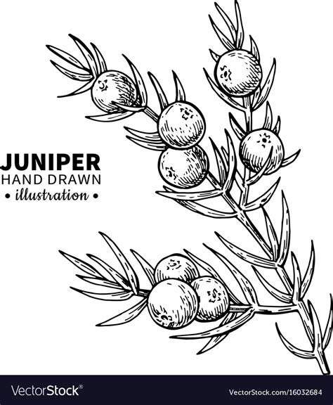 Juniper drawing isolated vintage Royalty Free Vector Image