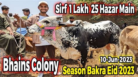 Sirf 1lakh 25 Hazar Main Bhains Colony Cow Mandi Update 10 June 2023