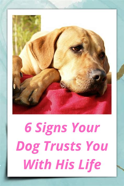 6 Signs Your Dog Trusts You With His Life Dogs Trust House Training