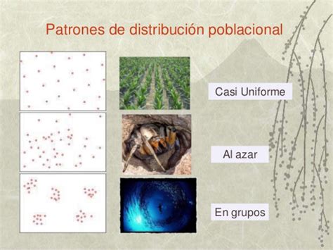 Estructura Distribución Y Control De La Población