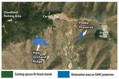 Spruce Fir Habitat Restoration Southern Appalachian Highlands Conservancy