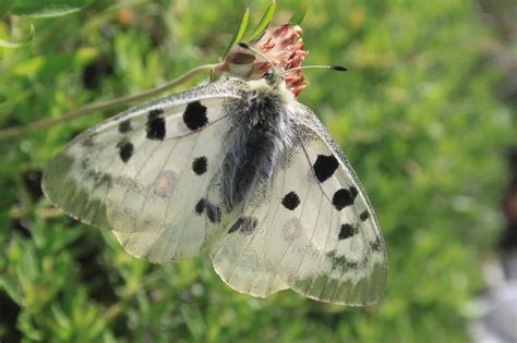 Pubblicato L Atlante Degli Invertebrati Della Provincia Autonoma Di