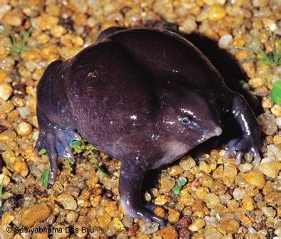 Indian purple frog | Amphibian Rescue and Conservation Project