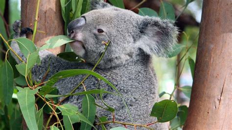 Uq Research Confirms Impacts On Koalas Redland City Bulletin