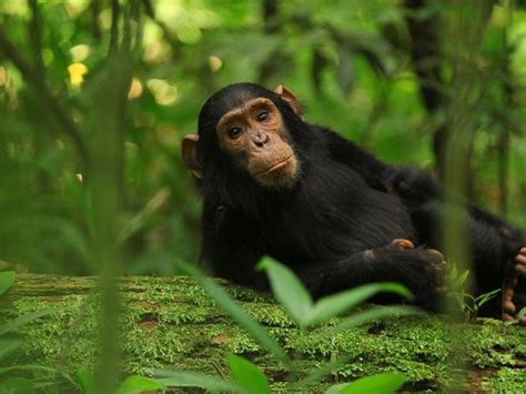 Is Safety And Security Guaranteed During Chimpanzee Trekking In Kibale