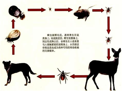 致死率高达30，蜱虫叮咬不能小觑！ 哔哩哔哩