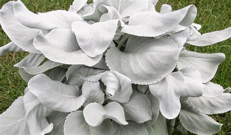 Senecio Candicans Angel Wings Maqu Plantas Del Maresme De Calidad