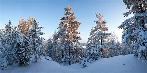 Winter forest panorama by JuhaniViitanen on DeviantArt