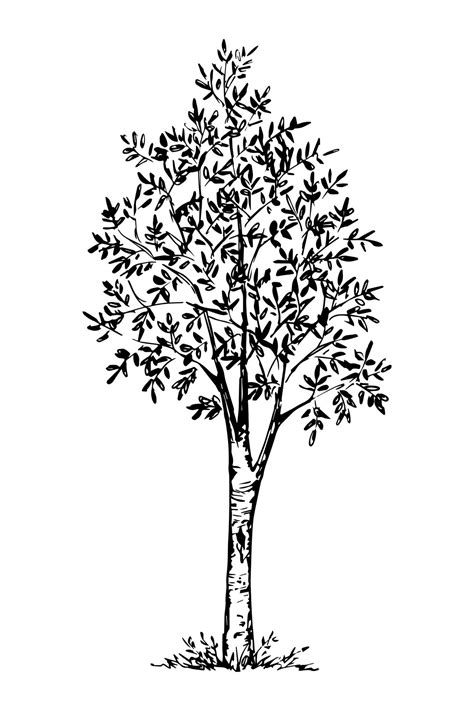 Hand Drawn Vector Ink Drawing In Engraving Style Deciduous Rowan Tree