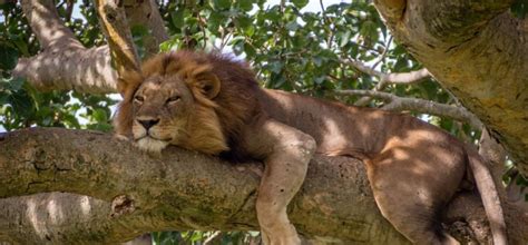 The Lions In Queen Elizabeth National Park Uganda Are The Only Ones