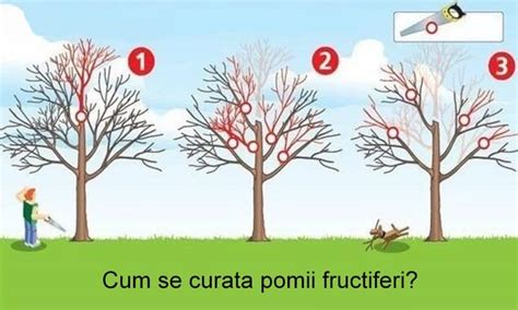 Curatarea Pomilor Fructiferi Cum Si Cand Se Face