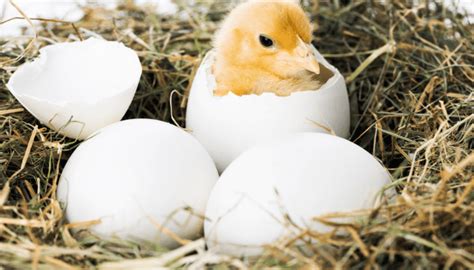 How Long Does It Take For Bird Eggs to Hatch? (with hatching time)