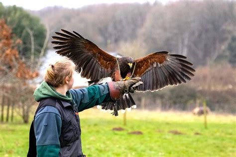 Introduction to Falconry at Willow’s Bird of Prey Centre | Virgin Experience Days