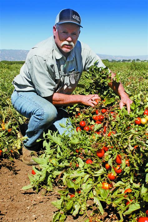 California tomato farmers look to rebound in coming year – Daily Democrat