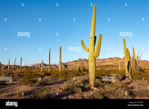 Iconic Saguaro cactus in Saguaro National Park in Arizona, USA Stock ...